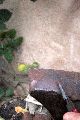 Pfeil Schmiede-Freiraum Elbtal-Hippo