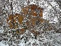 Winterspaziergang Freirqaum Elbtal