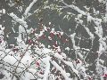 Erster Schnee an der Molebrücke-Pieschen