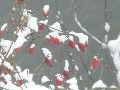 Erster Schnee an der Molebrücke-Pieschen