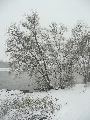 Erster Schnee an der Molebrücke-Pieschen