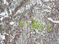 Erster Schnee an der Molebrücke-Pieschen