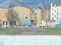 Spaziergang am und im Ostragehege