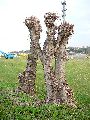 Spaziergang von Niederwartha- Cossebaude-Gohlis- Stetzsch-Briesnitz- Cotta, längs der Buslinie 94
