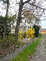 Spaziergang von Niederwartha- Cossebaude-Gohlis- Stetzsch-Briesnitz- Cotta, längs der Buslinie 94