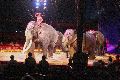 Zirkus Krone, hier sitzen Sie in der 3.Reihe