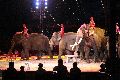 Zirkus Krone, hier sitzen Sie in der 3.Reihe