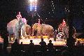 Zirkus Krone, hier sitzen Sie in der 3.Reihe