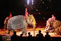 Zirkus Krone, hier sitzen Sie in der 3.Reihe