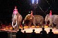 Zirkus Krone, hier sitzen Sie in der 3.Reihe