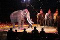 Zirkus Krone, hier sitzen Sie in der 3.Reihe