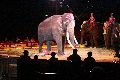 Zirkus Krone, hier sitzen Sie in der 3.Reihe
