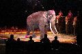 Zirkus Krone, hier sitzen Sie in der 3.Reihe