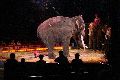 Zirkus Krone, hier sitzen Sie in der 3.Reihe