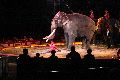 Zirkus Krone, hier sitzen Sie in der 3.Reihe