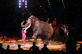 Zirkus Krone, hier sitzen Sie in der 3.Reihe