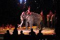 Zirkus Krone, hier sitzen Sie in der 3.Reihe