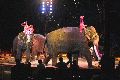 Zirkus Krone, hier sitzen Sie in der 3.Reihe