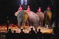 Zirkus Krone, hier sitzen Sie in der 3.Reihe
