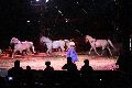 Zirkus Krone, hier sitzen Sie in der 3.Reihe