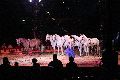Zirkus Krone, hier sitzen Sie in der 3.Reihe