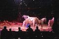 Zirkus Krone, hier sitzen Sie in der 3.Reihe